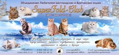 SuperFold Питомник Элитных Шотландских и Британских кошек