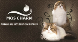 Питомник MOS CHARM | Cattery MOS CHARM.Профессиональное разведение шотландских вислоухих котят.