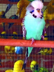 Виноградова Е. В., Волнистые попугайчики (fb2)