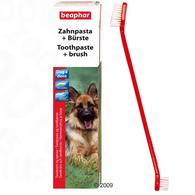 Правила чистки зубов собаки зубной пастой (ВИДЕО-РОЛИК) - Ветеринария, болезни животных