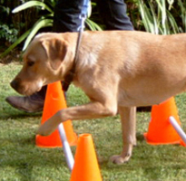 Кавалетти система тренировки при дрессировке собаки - Дрессировка собаки