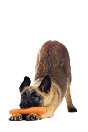 Рецепты рационов питания для собак