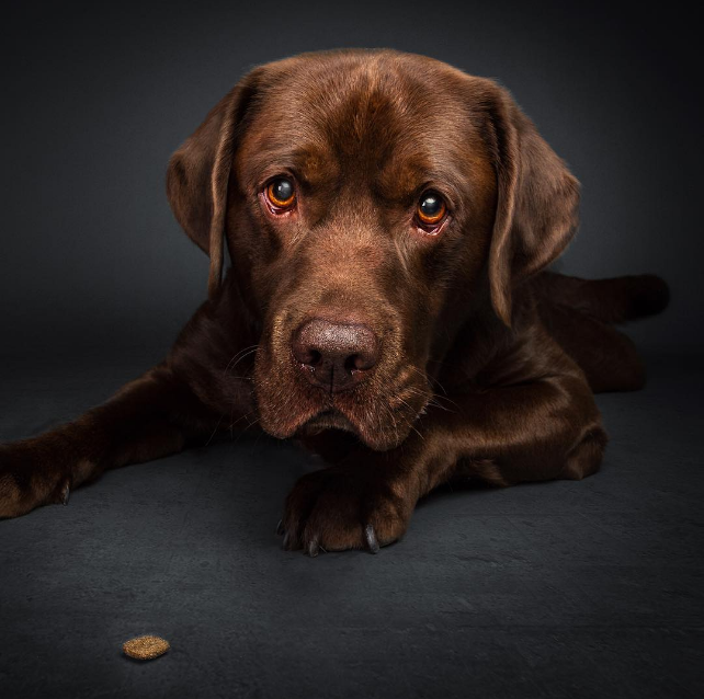Потрясающие фотографии собак Кристиана Филера