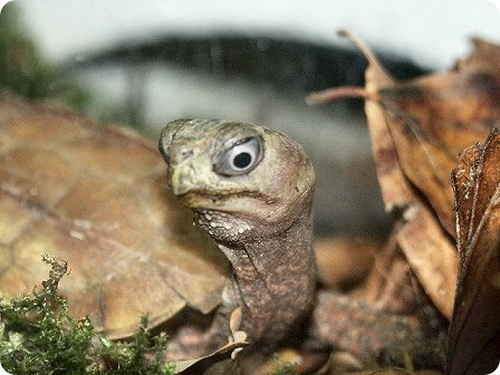Пресноводные черепахи - Разное
