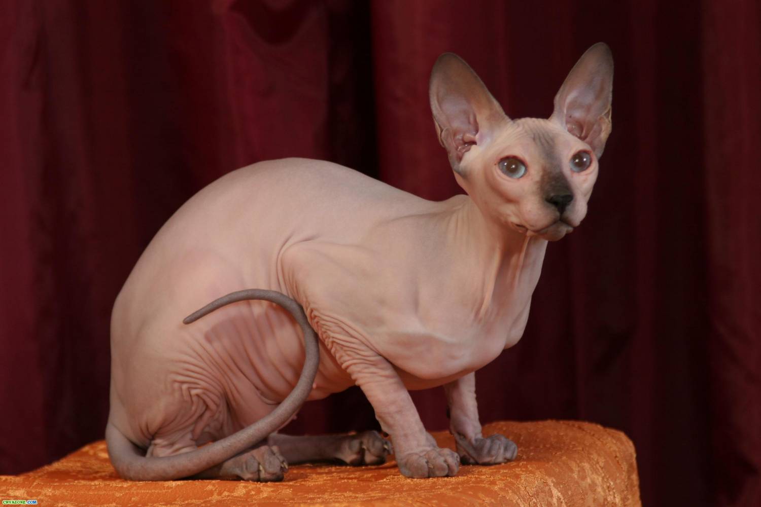 Болезни сфинксов (бесшерстных, голых кошек) - Ветеринария, болезни животных
