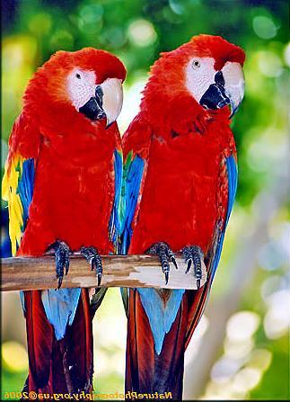 Великолепные красивые большие птицы - попугаи Красный Ара - Птицы в доме