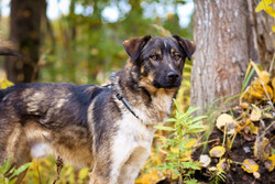 Добрый, адекватный пёс, друг кошек