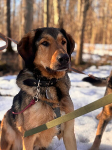 Отдам собаку-Верные и преданые товарищи-собаки ищут дом