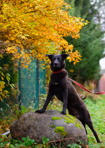 Собака с разноцветными глазами