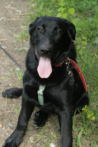 Отдам собаку-Красавец чёрный пёс