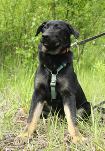 Умный, сильный и красивый щенок