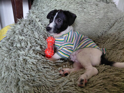 Отдам щенка-Маленький хорошенький белый щенок