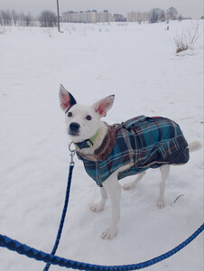Отдам собаку-Красивая маленькая собачка ищет дом