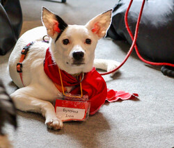 Красивая собачка ищет дом