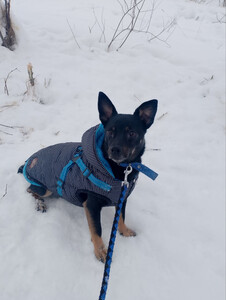 Маленький модный пёсик ищет дом