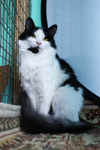 Очень красивая и пушистая кошечка, 9 месяцев