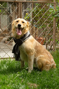 Совершенно чудесная, добрая и милая молодая собака