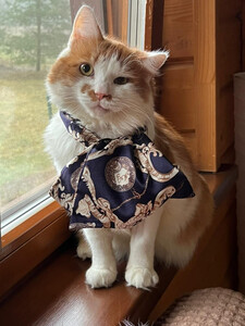 Харизматичный чеширский кот ищет дом