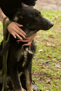 Умный и симпатичный щенок-подросток ищет дом