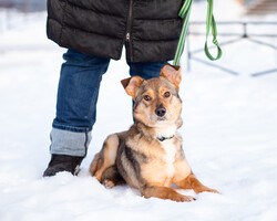 Отдам собаку-Очень трогательная собачка
