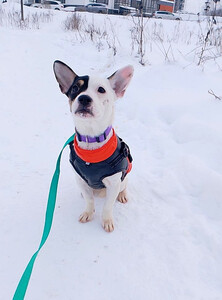 Маленькая красивая собачка