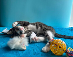 Очень эмоциональный котёнок