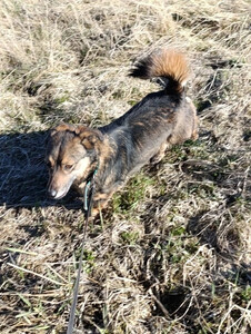 Маленький ласковый пёсик