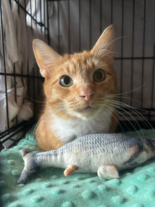 Котик-мурлыка ищет дом