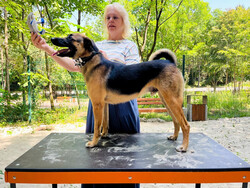 Большой друг котов и просто душевный пёс ищет дом