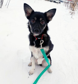 Ищет дом крошка-собачка весом 8 кг