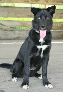 Щенок-подросток с редкими глазами