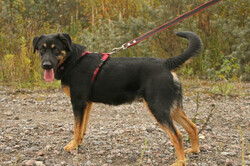 Маленький энерджайзер - очень веселый, игривый щенок