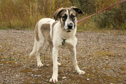 Белая леди - нежная, добрая собака-подросток