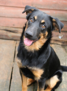 Маленький энерджайзер - очень веселый, игривый щенок