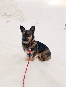 Совсем маленькая собачка, 7 кг