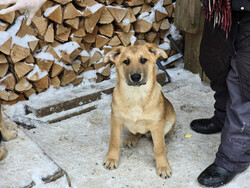 Щенки-мальчишки ищут дом