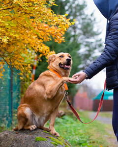 Мягкая и послушная молодая собака ищет дом