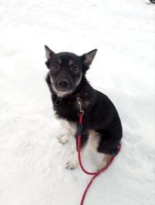 Ищет дом крошка-собачка весом 8 кг