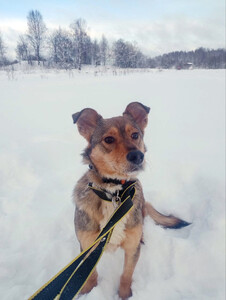 Небольшая домашняя собачка ищет дом