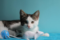 Маленький нежный котёнок