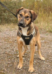 Рыжий весёлый красавчик