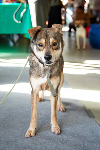 Всегда всем довольный небольшой пёсик