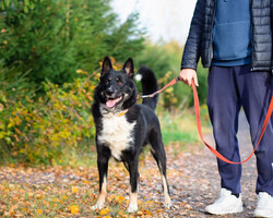 Роскошный молодой пёс