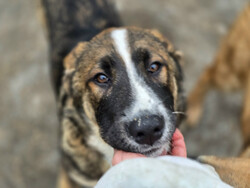 Отдам щенка-Прекрасный умный щенок ищет дом