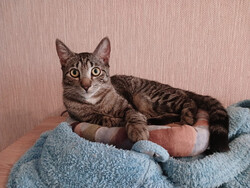 Ищет дом котик-философ