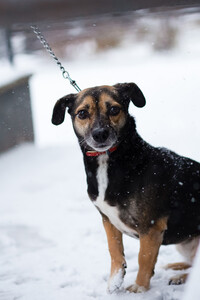 Маленькая хрупкая собачка ищет дом