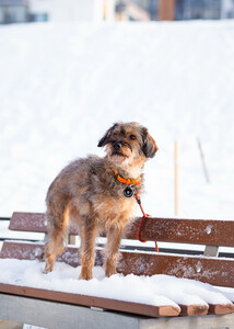 Отдам собаку-Редкой внешности собачка ищет дом