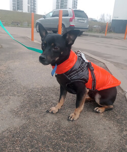 Маленький трогательный пёсик