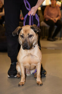 Семейный пёс небольшого размера