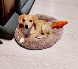 Отдам щенка-Очень красивый маленький щенок